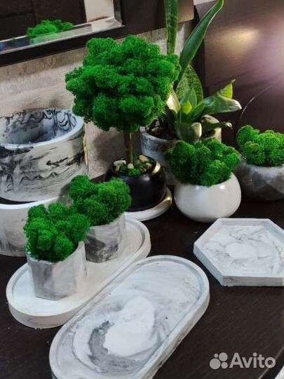 Кашпо со мхом стабилизированным