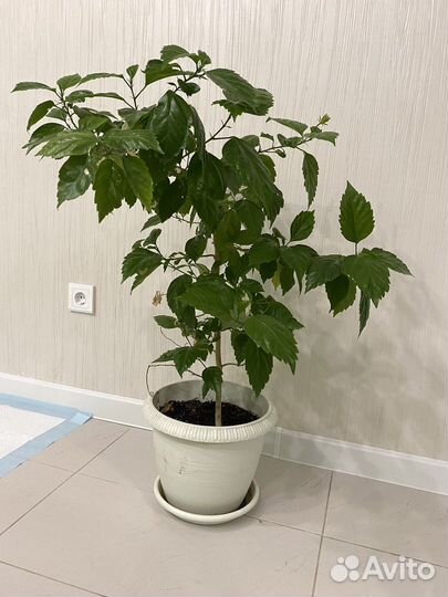 Комнатные цветы