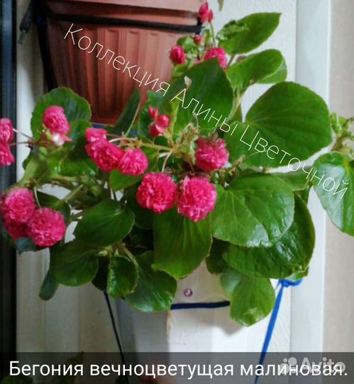 Бегонии вечноцветущие