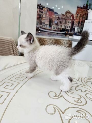 Котёнок тайская девочка 1.6 месяцев