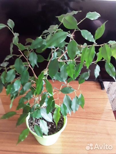 Фикус бенджамина