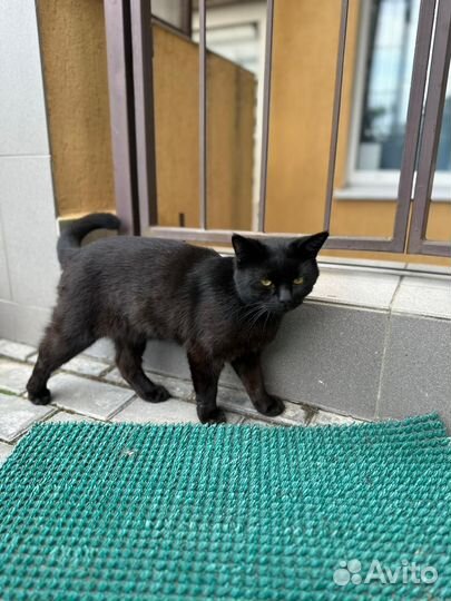 Кот мальчик черный бесплатно