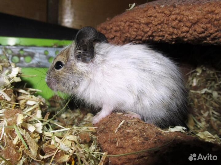 Белки дегу из питомника