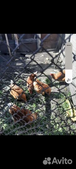 Куры несушки