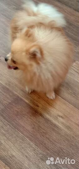 Мини парень