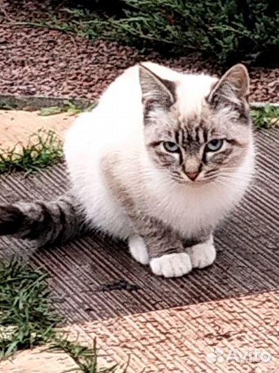 Помогите пристроить котят