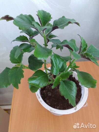 Мона ловандер плентокарпус