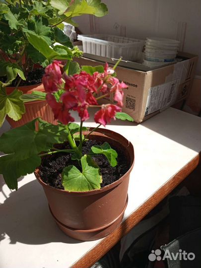 Пеларгония герань