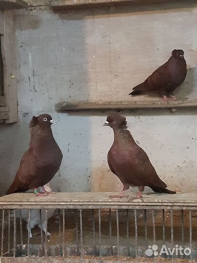 Голуби