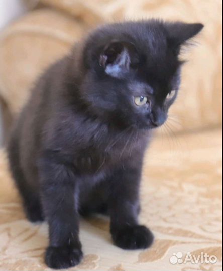 Котик в поиске дома