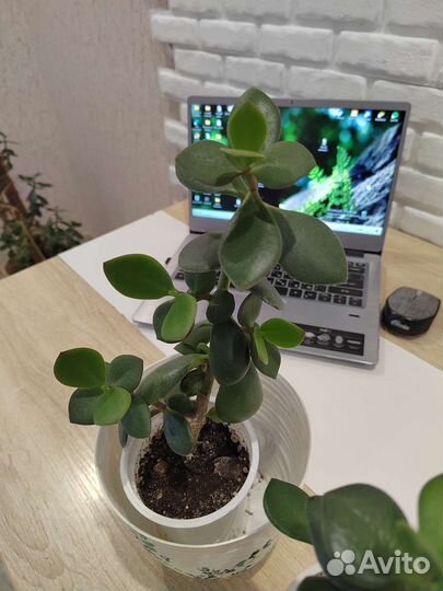 Толстянка денежное дерево
