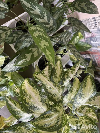 Аглаонема, фикус Ирк, ангарск