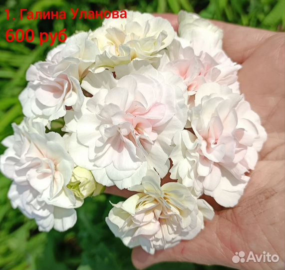 Сортовые пеларгонии