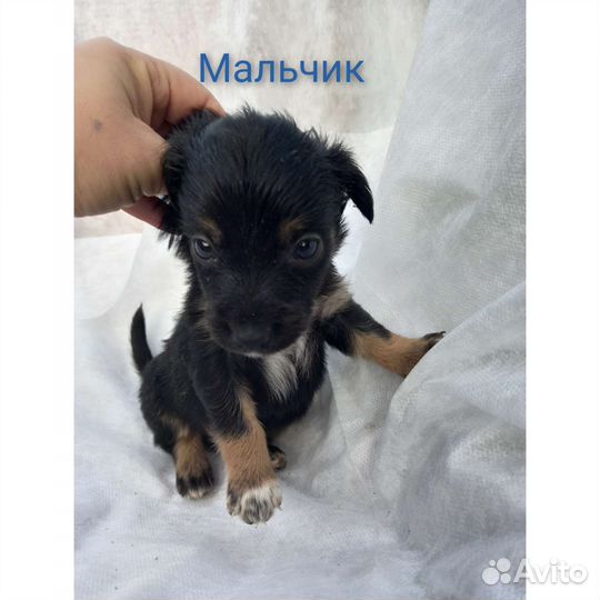 Щенки бесплатно