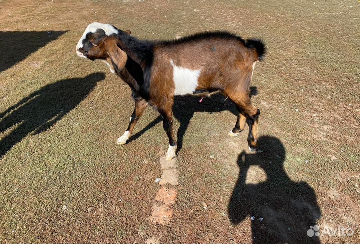 Козлик нубийский комолый