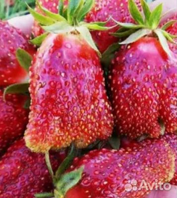 Кустики клубники Азия, Хоней, Купчиха и Малина Тиб