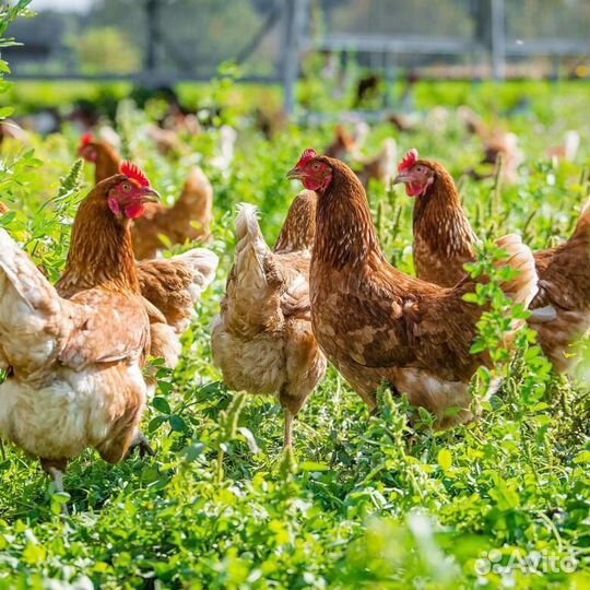 Куры молодки