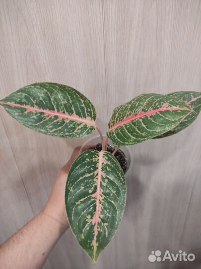 Аглаонема Harley Quinn (Арлекин)