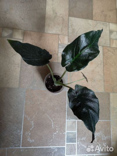 Алоказия Анторо Вельвет (Antoro Velvet)
