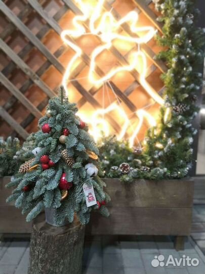 Елка из натурального нобилиса