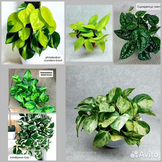 Сциндапсус Филодендрон Эпипремнум