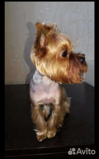 Стрижка собак