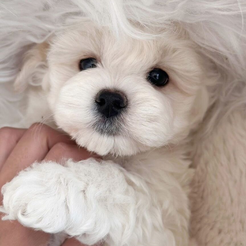 Мальтипу. Maltipoo f1 Сливочная карамель