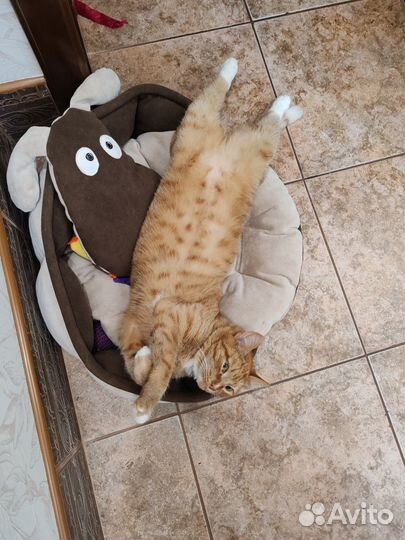 Отдам рыжего котейку в любящую семью