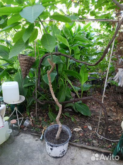 Жëлтая бругмансия