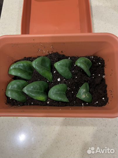 Замиокулькас Зензи укорененные детки от крупномера