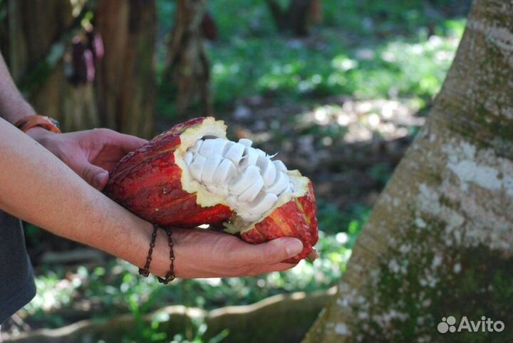 Какао-бобы из Гондураса 