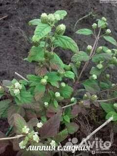 Липпия.натуральный заменитель сахара