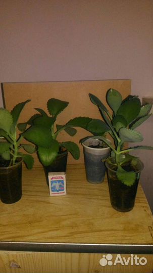 Каланхоэ лечебное