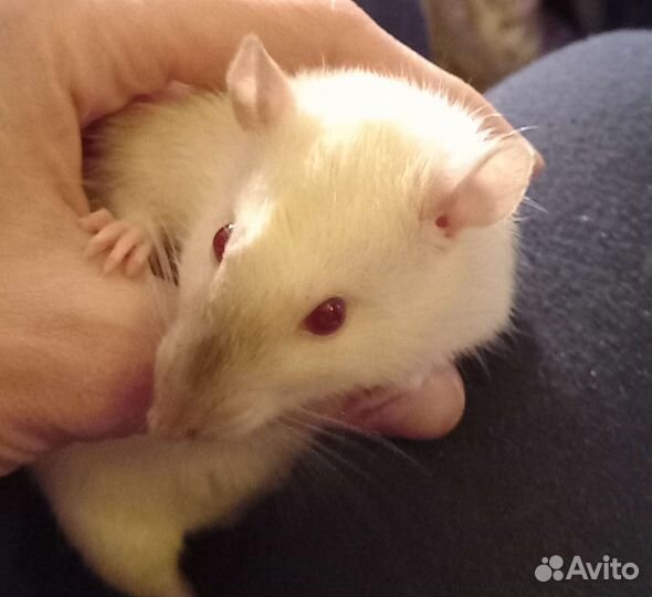 Крысы,крысята Дамбо