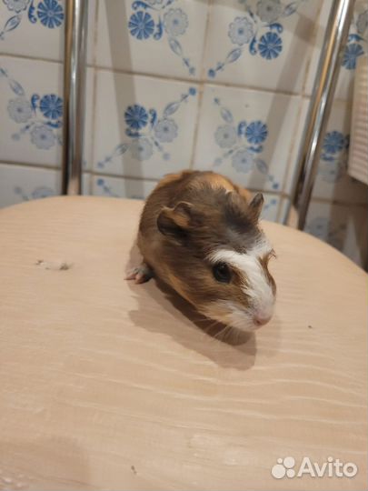 Морские свинки