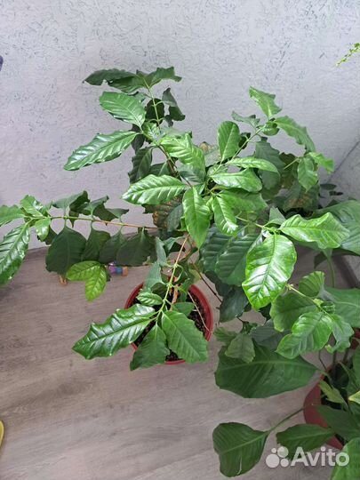 Спатифиллум 60 см, кофе арабика 70см, драцена70см