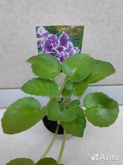 Детки сортовых фиалок