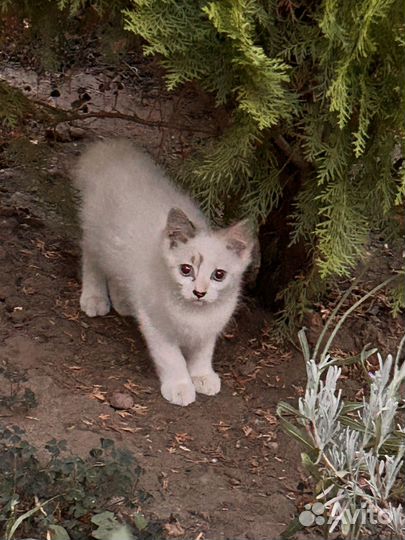 Котята в добрые руки бесплатно