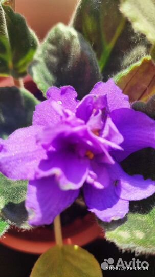 Фиалки на выбор