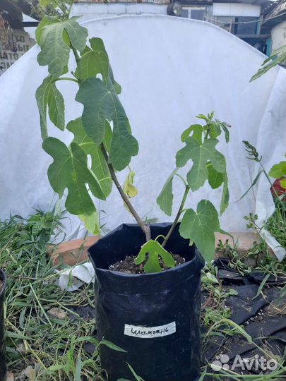 Саженцы инжира зкс