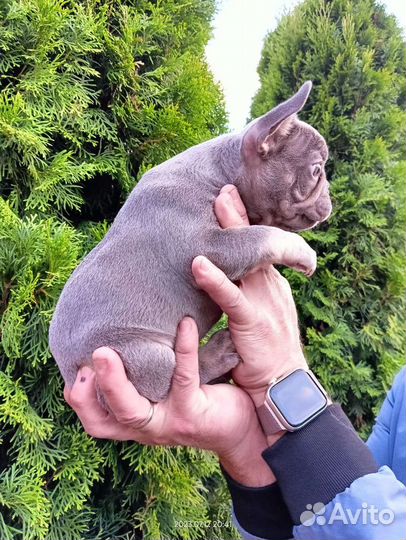 Лиловый француз мини