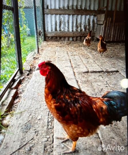 Петухи домашние
