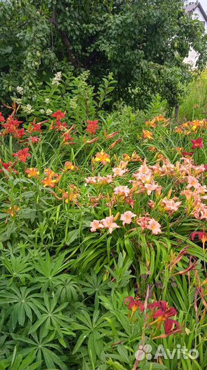 Лилейники сортовые