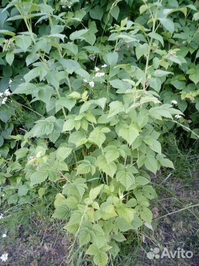 Саженцы малины крупной сортовой