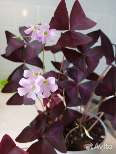 Спатифиллум, кислица, Сциндапсус, папоротник