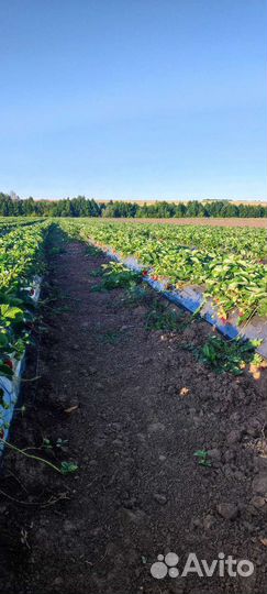 Сладкая клубника оптом