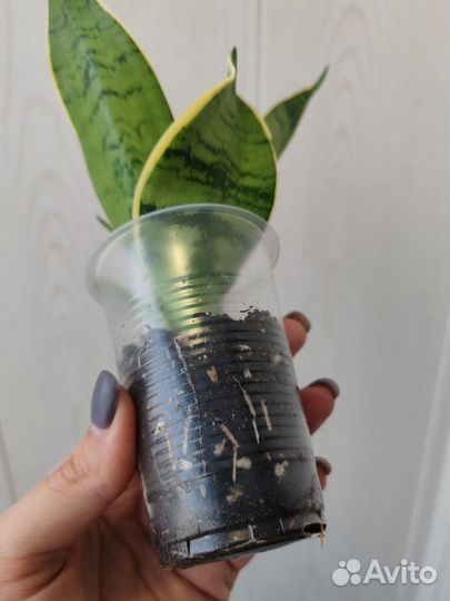 Сансевиерия ханни крем