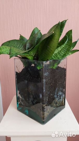 Сансевиерия Ханни