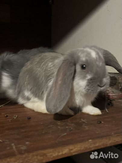 Французский баран