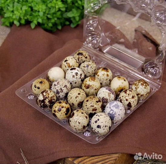 Перепелки несушки Яйца перепелиные мясо перепёлок